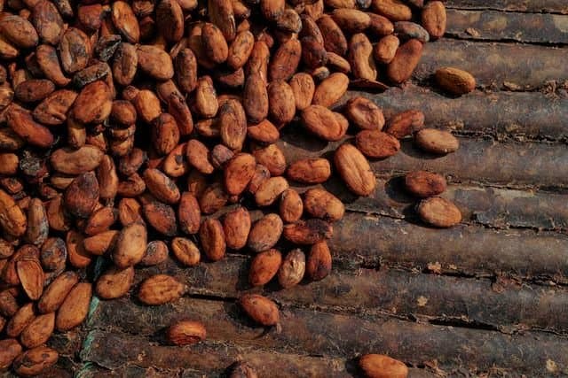 Gana'da Kakao Alıcıları, Kaçak Fındık İçin Devlet Fonlarını Kullanıyor: Düzenleyici Açıklaması
